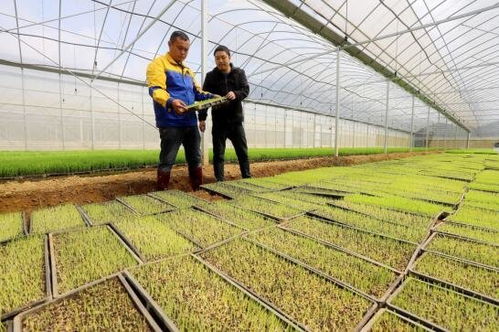 吉安安?？h工廠化育秧，科技助力糧食豐收之路