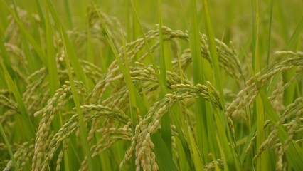 稻香入夢 一幀稻谷壁紙中的生命詩篇